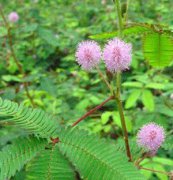 含羞草、花卉種子、花種、盆花