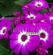 瓜葉菊：東方三號(hào)，瓜葉菊種子、盆栽花卉、花